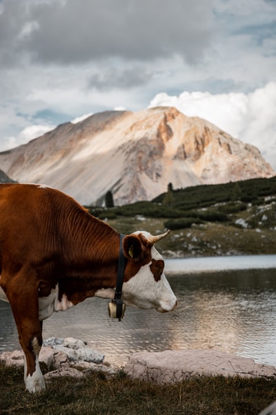 During the day, brown white gray cement road near a brown and white cow
